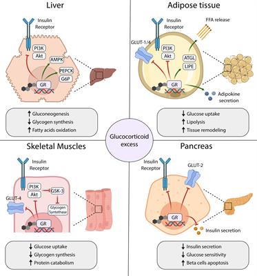 Medical treatment of Cushing’s disease with concurrent diabetes mellitus